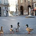 Europa znów się zamyka. We Francji twardy lockdown, Niemcy zostawiają otwarte szkoły