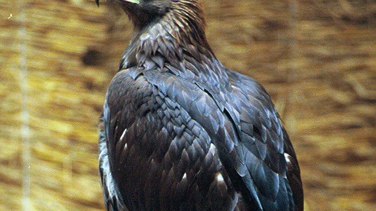 Żyjące w polskich Karpatach orły przednie zaczynają tokować i odbudowywać gniazda - poinformował Marian Stój z Komitetu Ochrony Orłów.