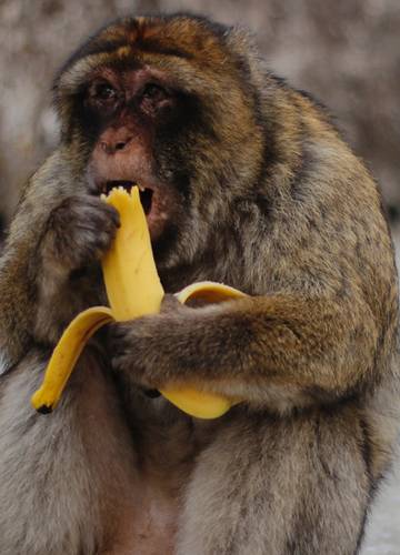 Keine Bananen Mehr Fur Affchen Im Melbourner Zoo Noizz