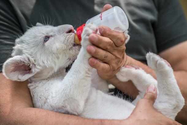 Four-week-old female white lion cub