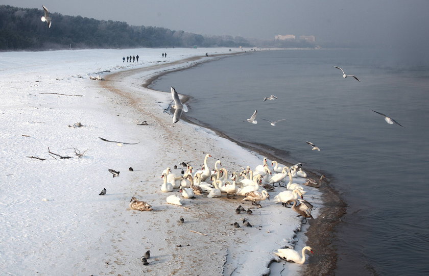 Plaża w Trójmieście 