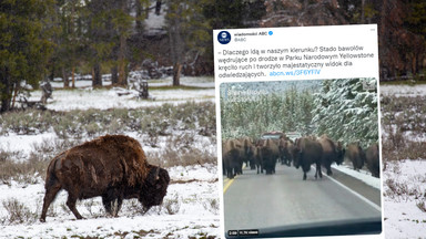 Stado bizonów otoczyło turystów na drodze do Parku Narodowego Yellowstone [WIDEO]