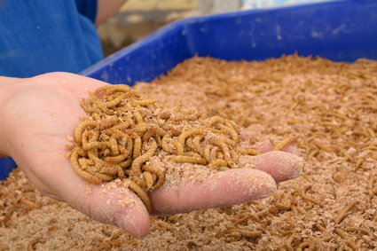 Larwy chrząszcza uznane za "nową żywność" w UE. Mogą trafić do sklepów i na talerze
