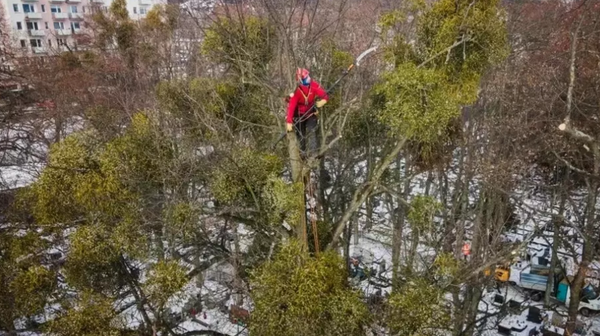 Do pozbycia się jemioły z koron drzew wykorzystywane będą podnośniki. Gros pracy wykonają jednak... alpiniści.