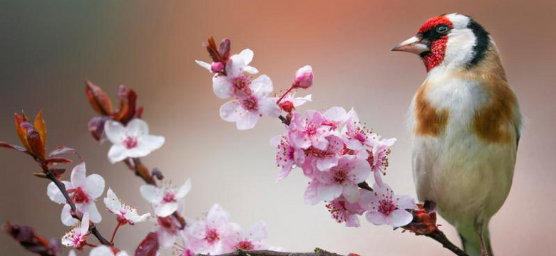 Szczygieł ‒ piękny ptak, który uwodzi swoim śpiewem