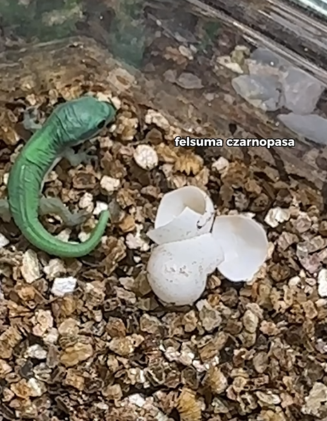 Phelsuma nigristriata już poza skorupką