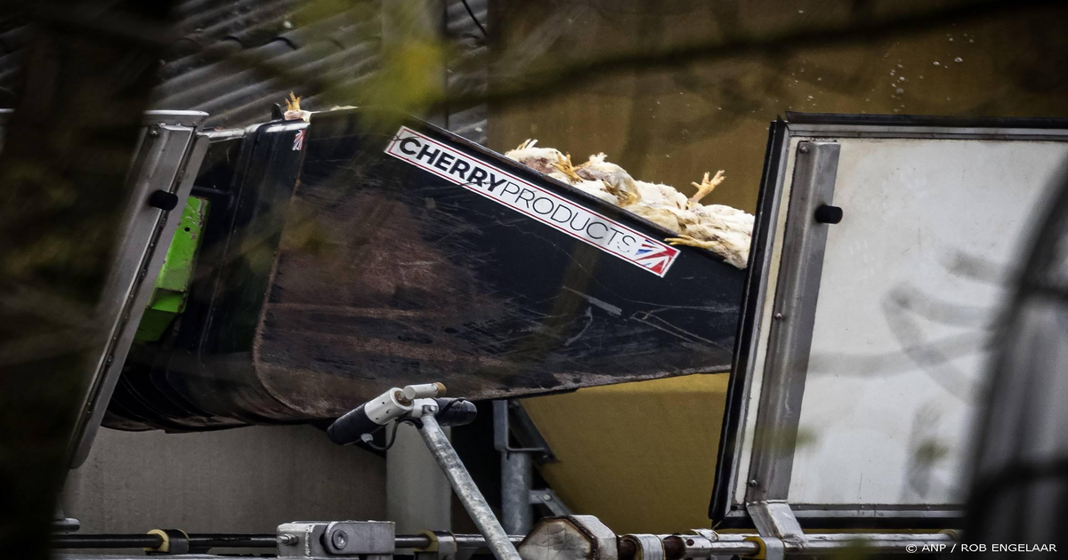 Vijf-keer-zoveel-meldingen-vogelgriep-bij-Dierenbescherming-in-2025