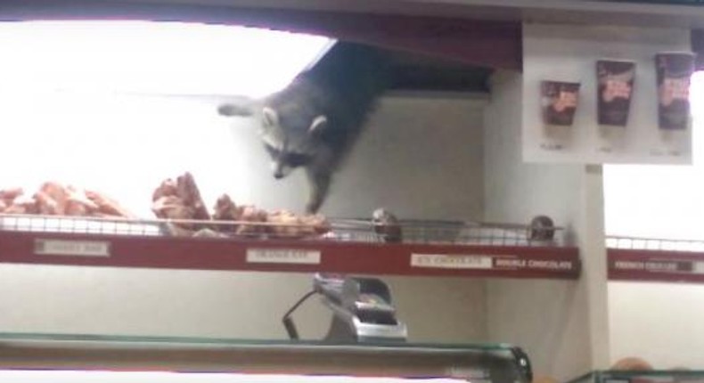 Video of wild animal trying to steal Donut from a shop goes viral