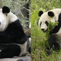 Pandy są najbardziej przereklamowanymi zwierzętami na świecie