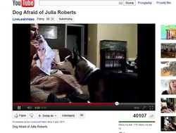 Ratuj się, kto może! Pies ucieka przed gwiazdą Hollywood