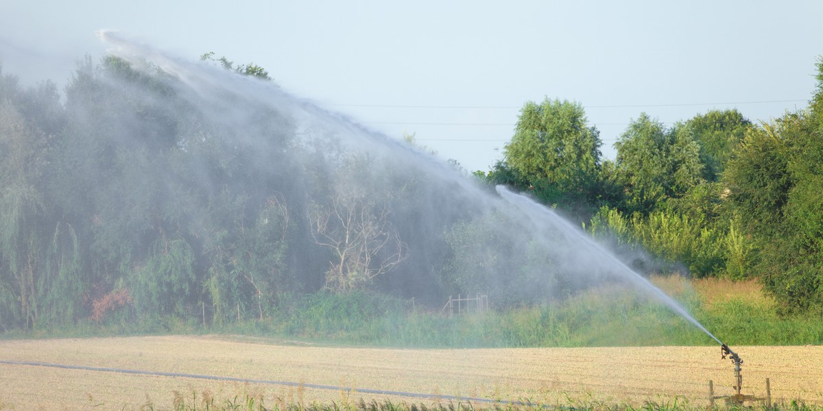 Według najnowszych danych straty gospodarstw dotkniętych suszą przekraczają 2 mld zł. Ta kwota może się jednak zwiększyć, bo szacowanie strat nadal trwa