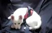Pies w samochodzie