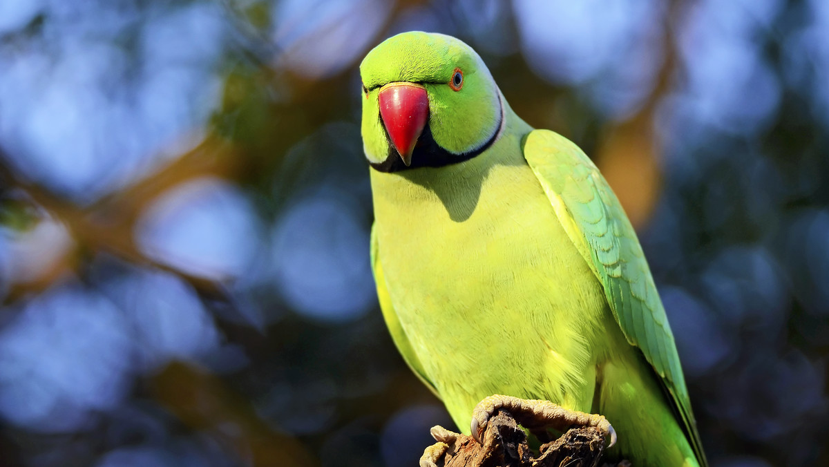 Pojawienie się w Polsce na wolności dużych, zielonych papug jest kwestią czasu - twierdzą eksperci. W innych krajach ptak ten już dziś szkodzi w rolnictwie i ekosystemach. W unijnym programie badania egzotycznej inwazji uczestniczą zoologowie z Poznania.