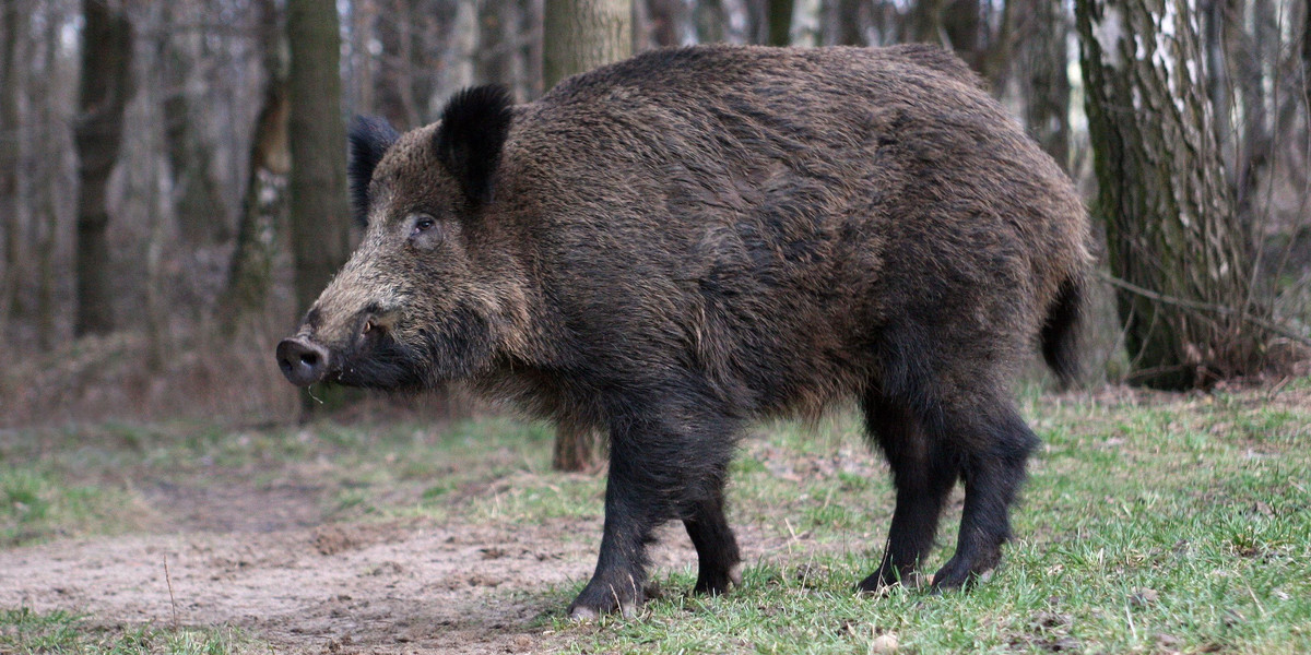 Mysłowice. Atak dzików na ojca i niepełnosprawne dziecko 