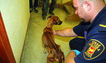 Strażnicy Animal Patrolu uratowali zagłodzone psy