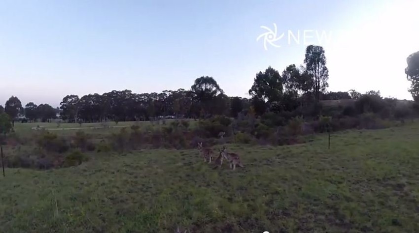 Kenguri uživaju u sunčanom danu