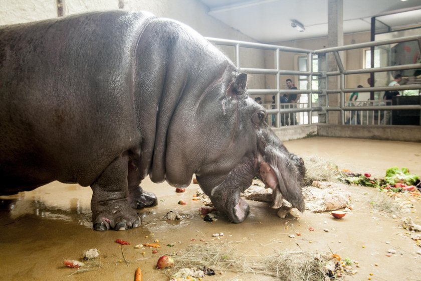 Hipolit był maskotką zoo