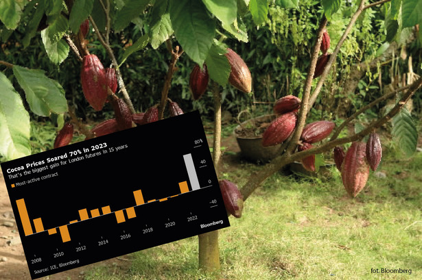 Ceny kontraktów terminowych na kakao w 2023 r. na londyńskiej giełdzie wzrosły najbardziej od 15 lat
