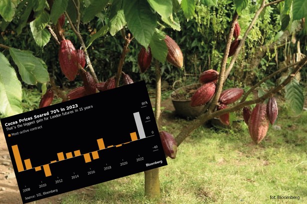 Ceny kontraktów terminowych na kakao w 2023 r. na londyńskiej giełdzie wzrosły najbardziej od 15 lat