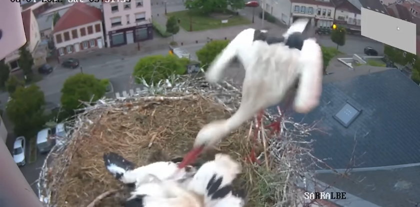 Masakra w bocianim gnieździe. To nie jest film dla ludzi o słabych nerwach!