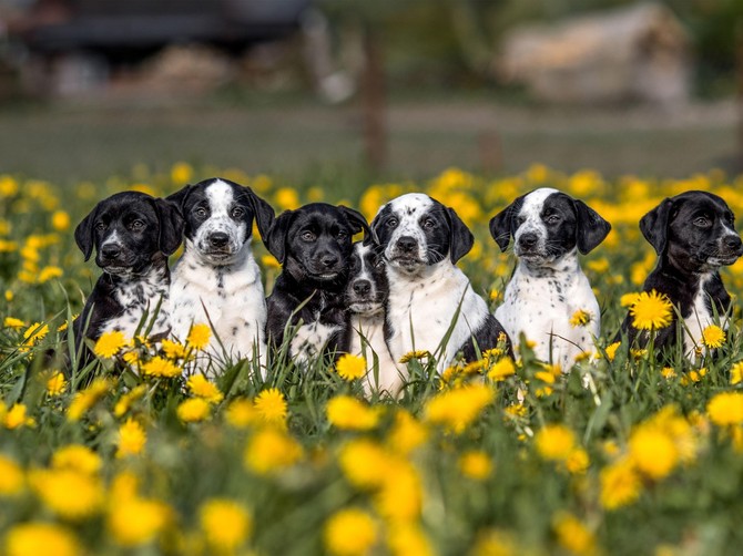 Kako zaštititi psa od krpelja - saveti veterinara za siguran izlazak u prirodu