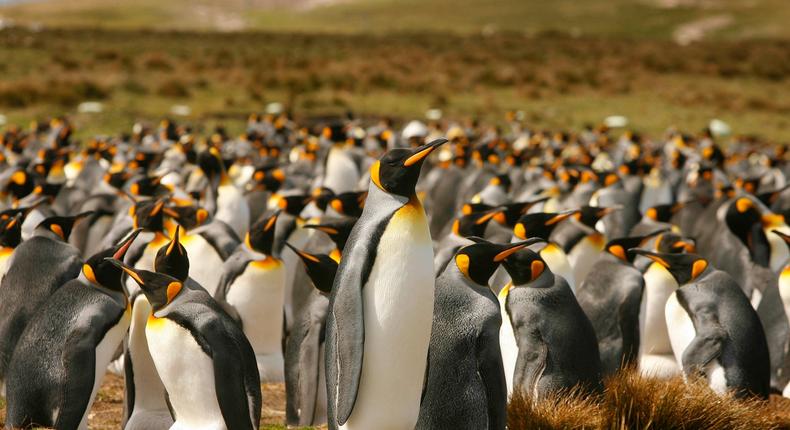penguins falkland islands