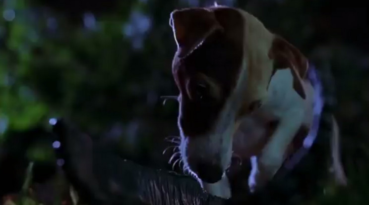 Túl nagynak találták a kutyus fülét a filmbeli társához képest / Fotó: YouTube