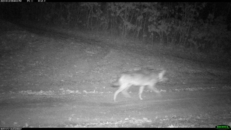 Már Hevesben jár a hazánkban kóborló farkas /Fotó: Papp Ferenc természetvédelmi őr, Nógrádi Tájegység (BNPI)