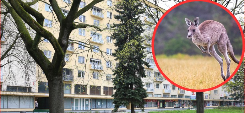 Obława na kangura na ulicach Krakowa. Mieszkańcy w szoku. "Myślałem, że mam zwidy"
