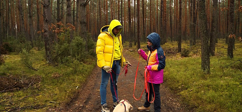 Szkolenie labradorów. Czy na każdym spacerze muszę robić z siebie głupka? 