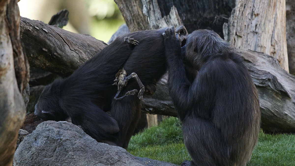 Poruszający widok w hiszpańskim zoo. Szympansica  nie rozstaje się z ciałem swojego dziecka