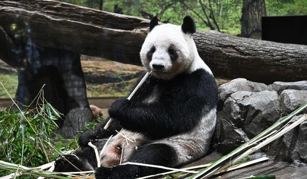 Blizanci, mladunci panda Sjao Sjao i Lej Lej, vraćaju se u Kinu u utorak | Foto: EPA