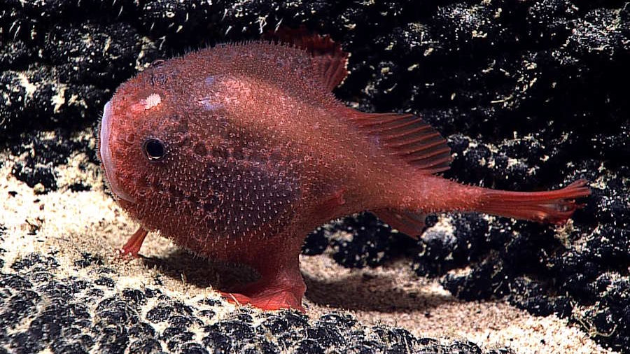 Na zdjęciu przedstawiciel rodzaju Chaunacops, którego można spotkać w głębinach w pobliżu wyspy Salas y Gomez, fot. NOAA Photo Library, CC BY 2.0, via Wikimedia Commons.