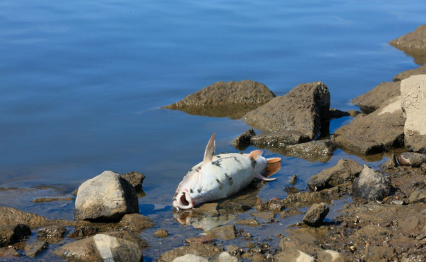 Śnięta ryba w Odrze