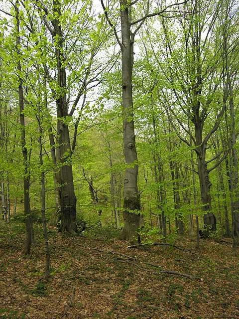 Galeria Polska - Bieszczady, obrazek 22