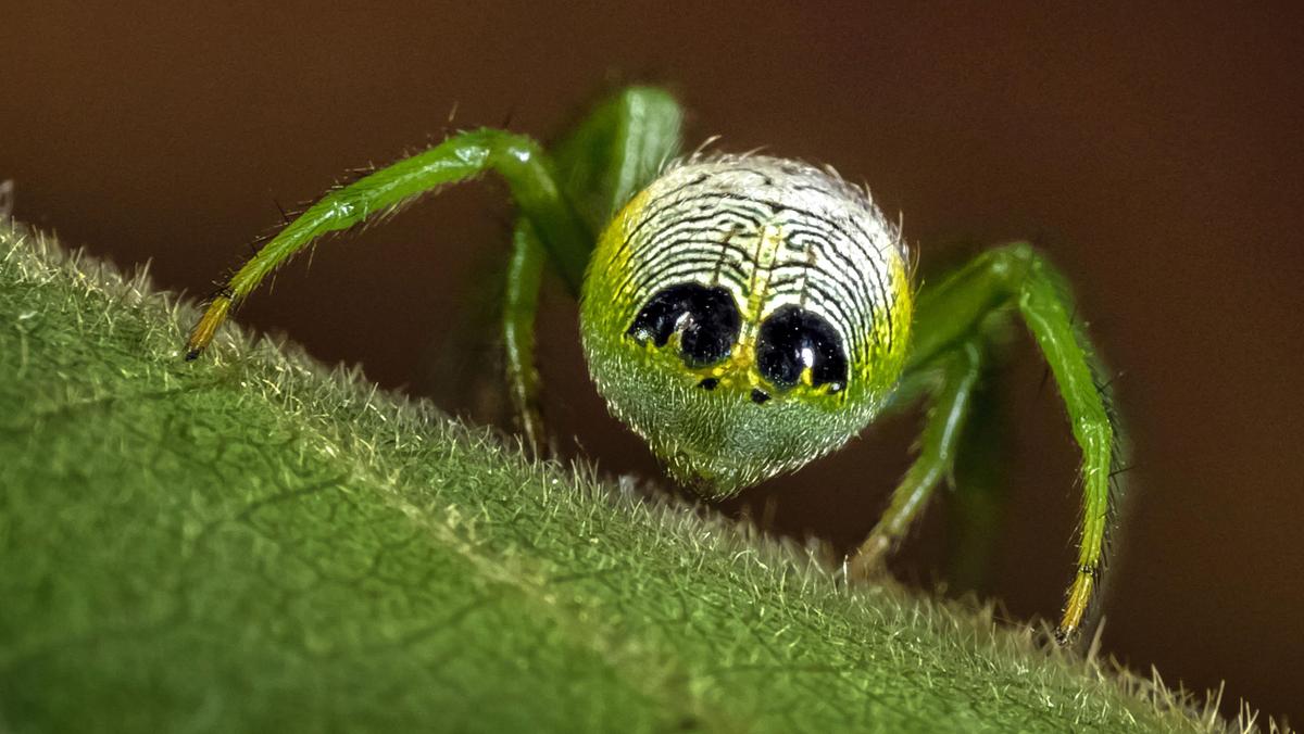 ALIEN FACE ON SPIDERS BUM / ALIEN FACE ON SPIDERS BUM /1386094