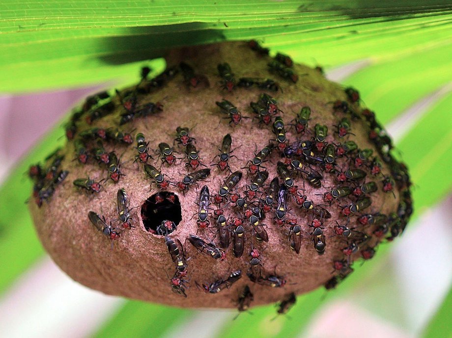 Nie jest to konkretnie ta pszczoła, ale spokrewniona z nią Polybia sp.