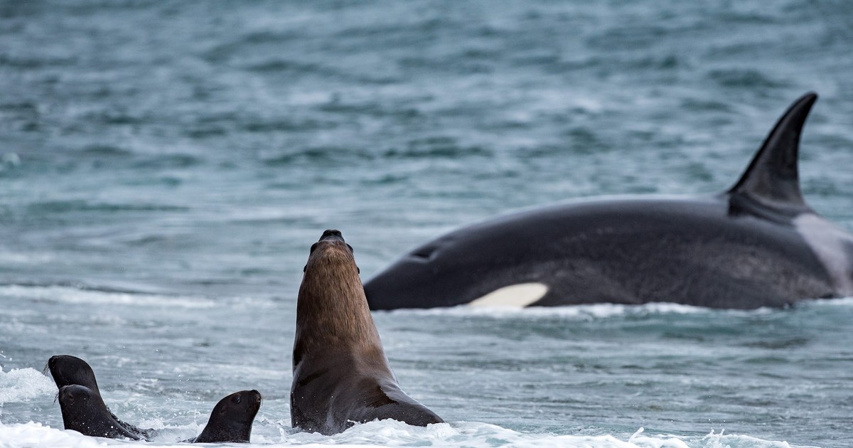 Dramatic footage shows orcas breaking an ice platform to trap and kill ...