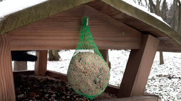 W Poznaniu żyje ok. 100 gatunków ptaków. Część z nich opuszcza Polskę na czas zimy. Jak pomóc tym, które zimują w naszej okolicy? Szczególnie wtedy, gdy śnieg pokryje miejsca, w których znajdowały pożywienie? Przede wszystkim nie należy dawać im chleba.