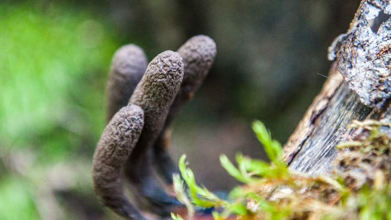Próchnilec maczugowaty. Palce umarlaka rosną w polskich lasach