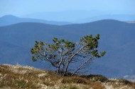 Bieszczady, góry, widoczek