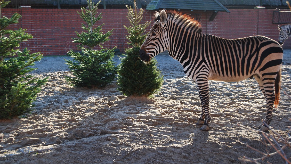 Jak co roku do wrocławskiego zoo zaczęły trafiać choinki, których nikt nie kupił. Teraz domownikom ogrodu służą jako zabawka albo przysmak.