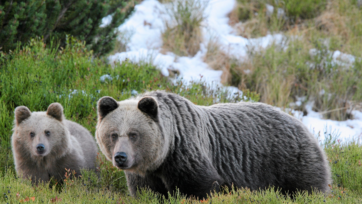 W Tatrach, w pobliżu polskiej granicy został postrzelony niedźwiedź. Doszło do tego po tym, jak zwierzę zaatakowało mężczyznę w pobliżu Żdiaru - informuje radio RMF FM. Myśliwi i pracownicy słowackiego Tatrzańskiego Parku Narodowego ostrzegają, że ranne zwierzę może być bardzo niebezpieczne.