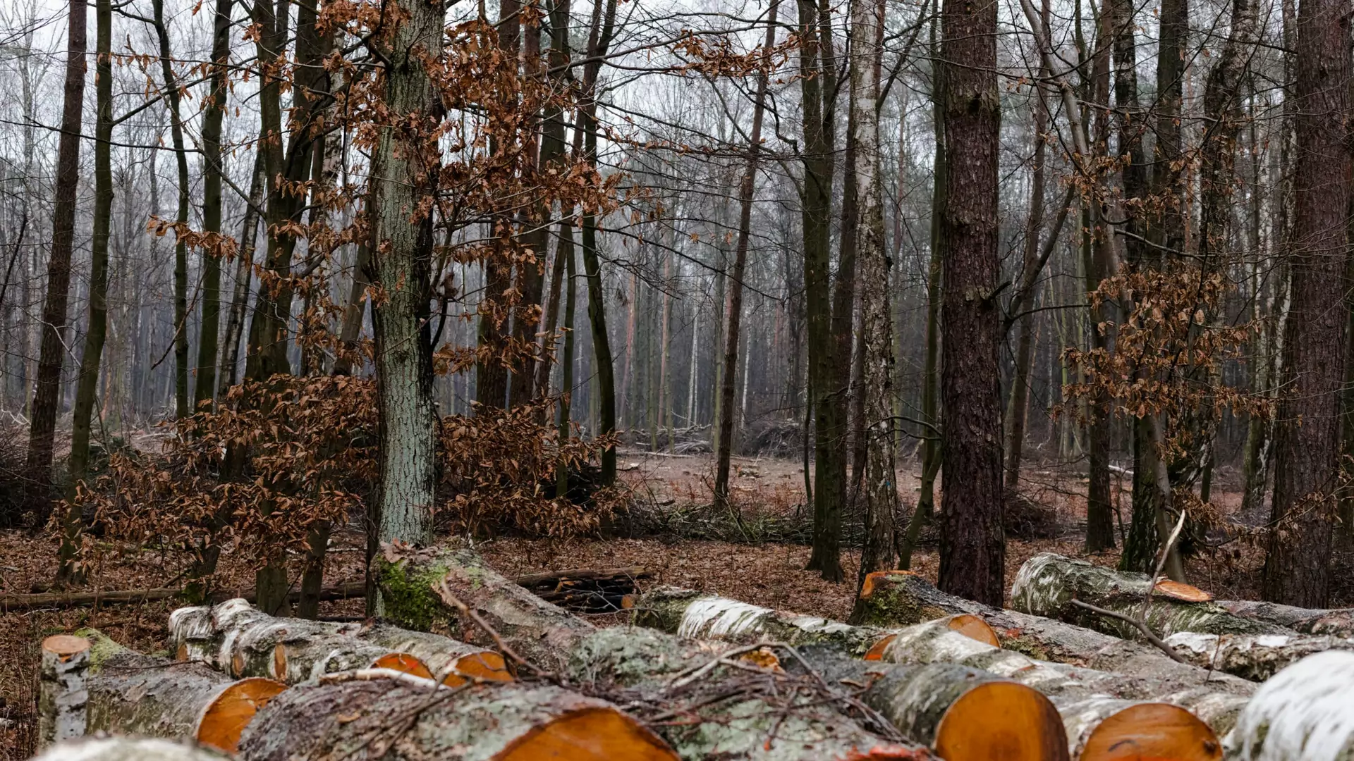 IKEA kupiła ponad 4 tys. hektarów lasu. "Chcemy chronić teren przed wycinką"