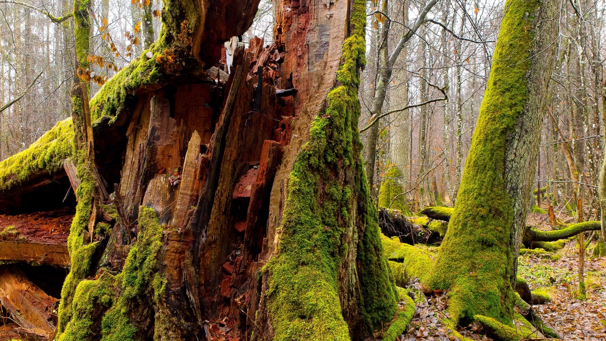 puszcza białowieska 