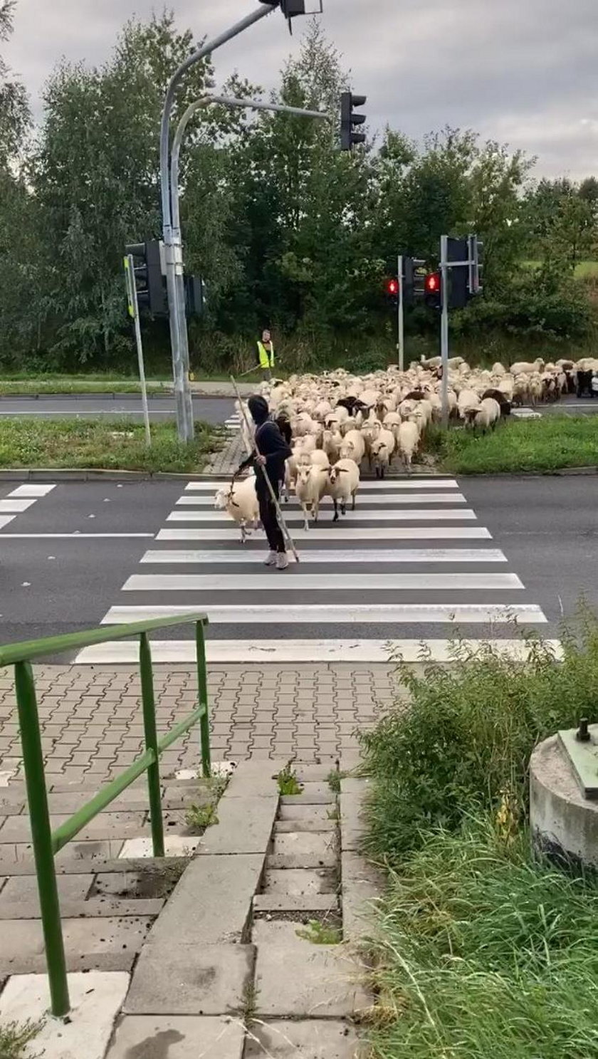 Przeprowadzili stado owiec na czerwonym