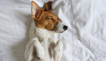 „Mind az egészség és a szépség megőrzése szempontjából a háton alvás a legideálisabb” - beszélgetés dr. Simon Márta neurológussal