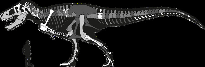 Szkielet tyranozaura po raz pierwszy do kupienia na aukcji w Europie