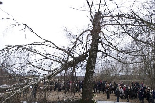 Brzoza , Tu-154, Smoleńsk