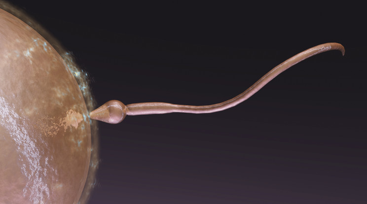Lebénítja a spermiumot az új szer / Fotó: Shutterstock